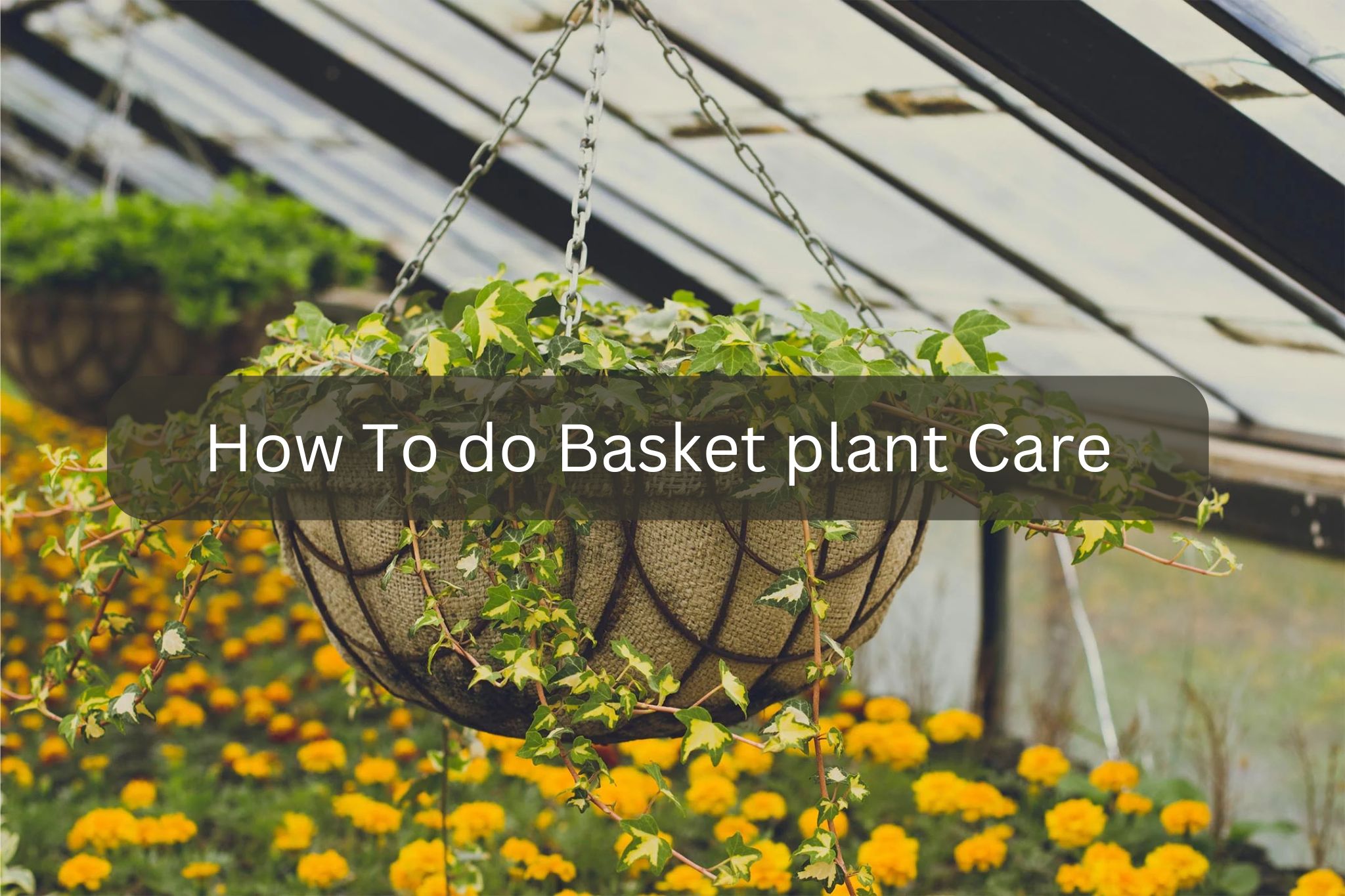 How To do Basket plant Care