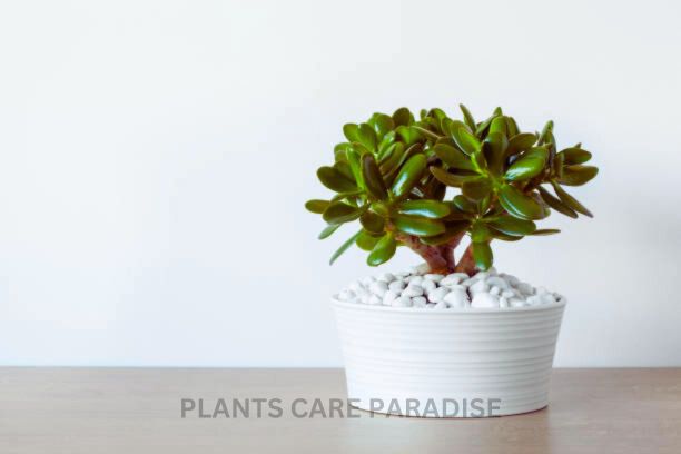 jade plant care