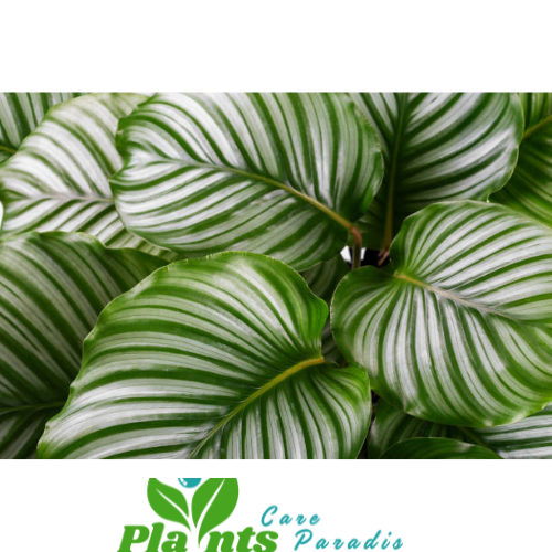 Zebra plant care