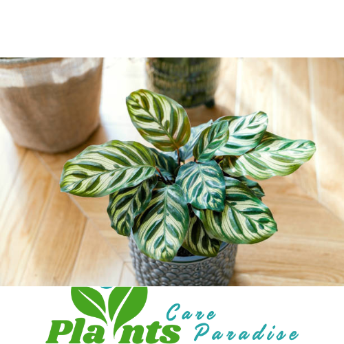 Zebra plant care