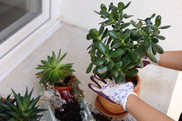 Are Jade Plants Poisonous?