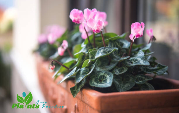 Cyclamen plant