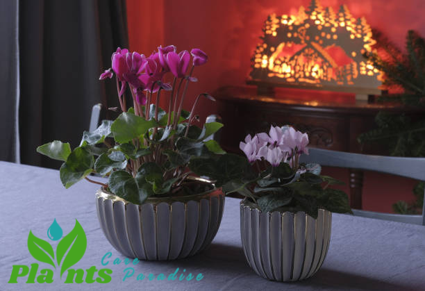 Cyclamen plant