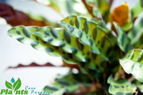 How to Care for a Calathea